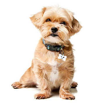 Chapas personalizadas para Mascotas - MODELO HUESO - Imagen 3